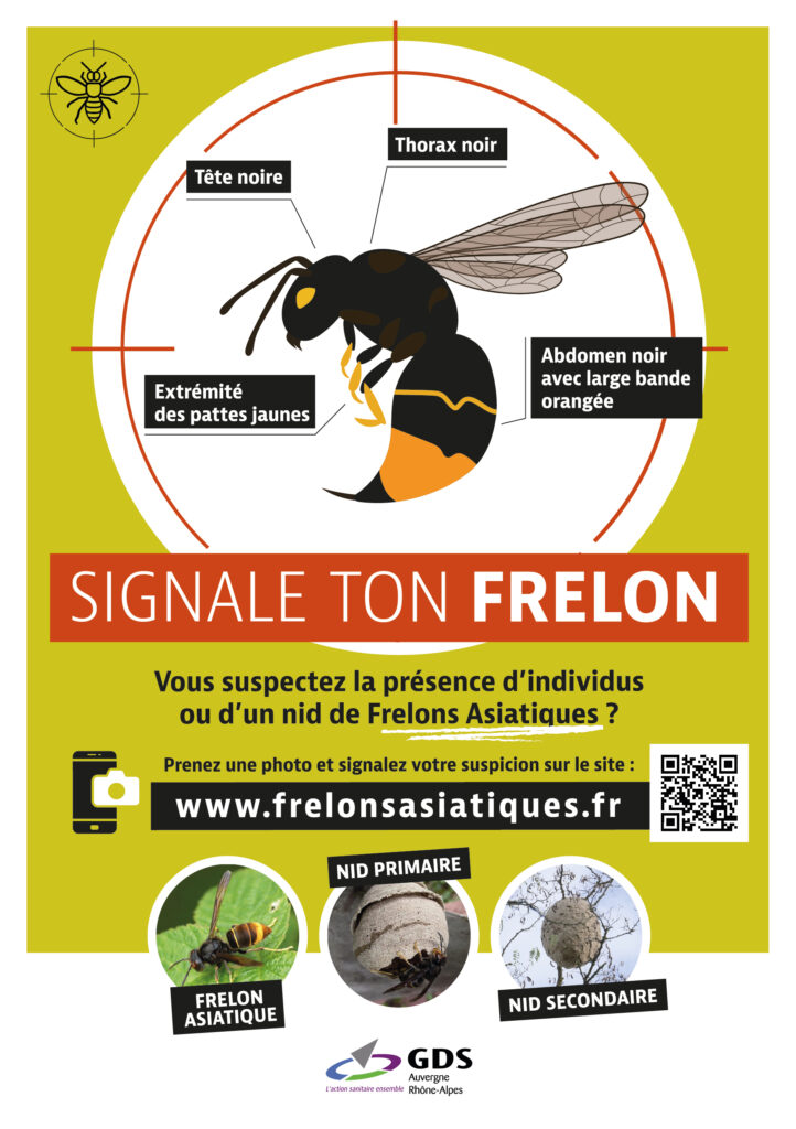 🛑🐝 Le frelon asiatique représente un danger pour les pollinisateurs et peut être agressif près de son nid : chacun peut agir en signalant sa présence.